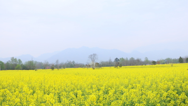 油菜花