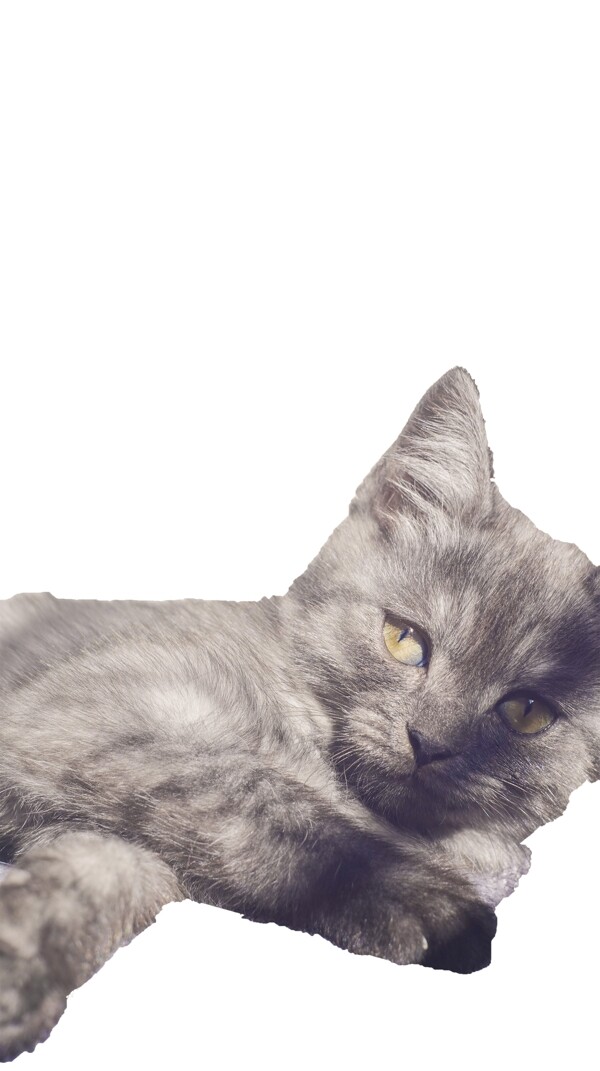 猫灰色一只