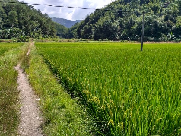 山川的田野