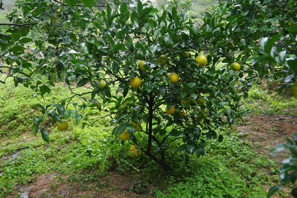 柑橙树