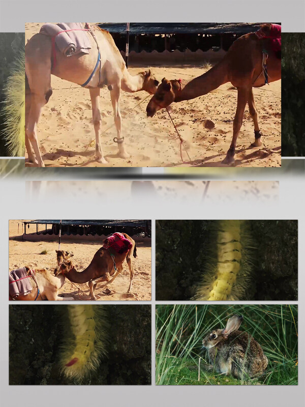 沙漠骆驼毛毛虫兔子特写自然动物景观