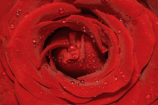 唯美的红色玫瑰花背景