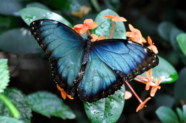 鲜花上的蓝色蝴蝶图片