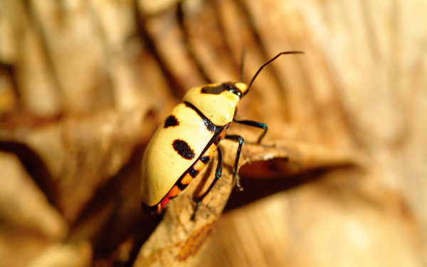 黄色甲虫图片