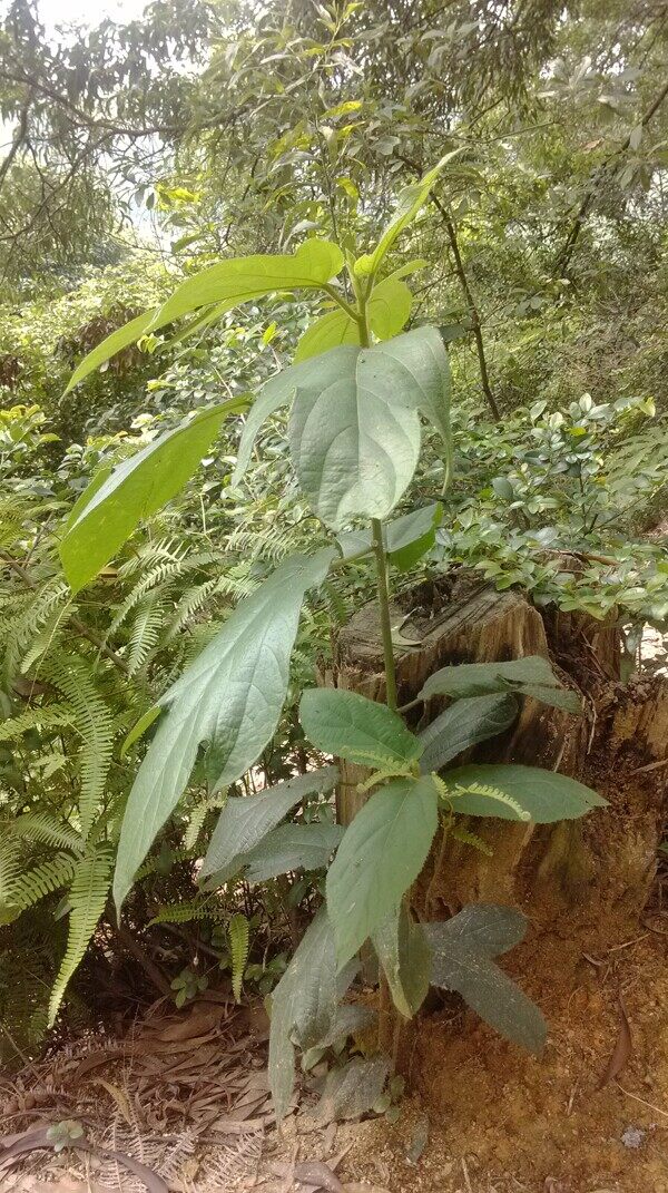 五指毛桃植物图片