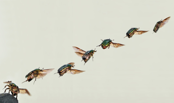 起飞的蜜蜂连拍装饰艺术图片