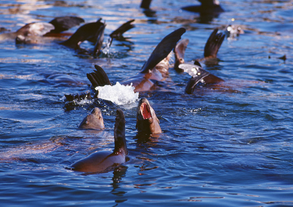 水中一群海豚摄影