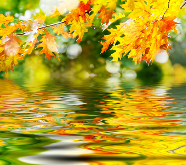 倒影水中的枫叶图片