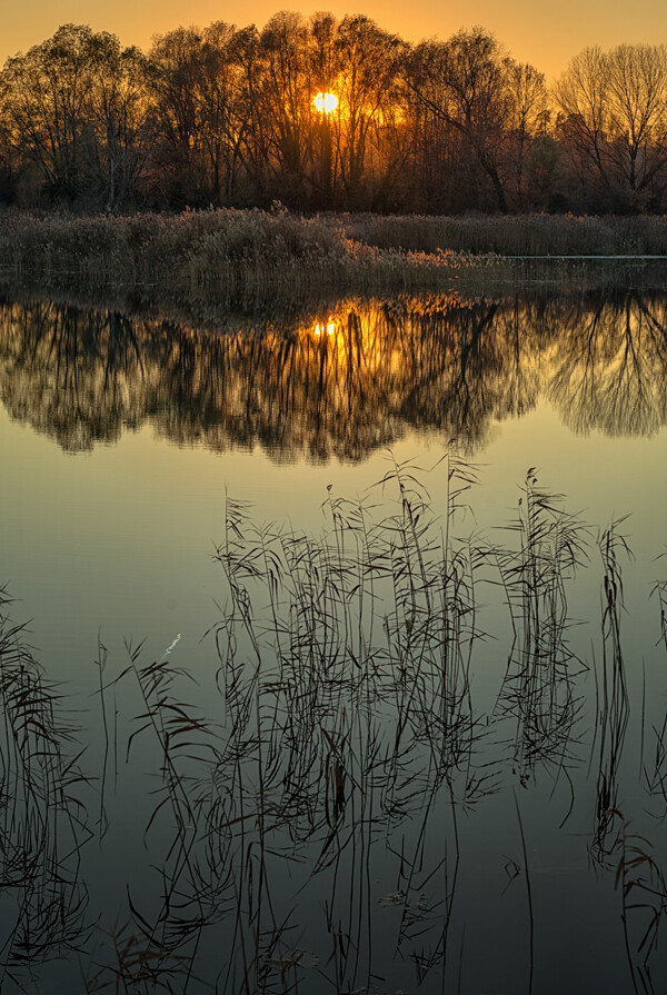 夕阳下的湖水与野草图片