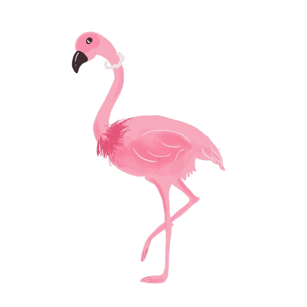 粉红火烈鸟动物