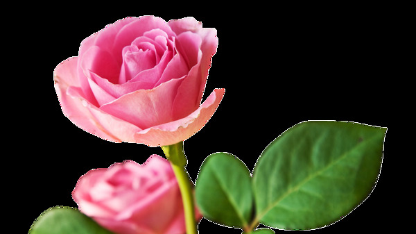 两朵玫瑰花透明装饰素材