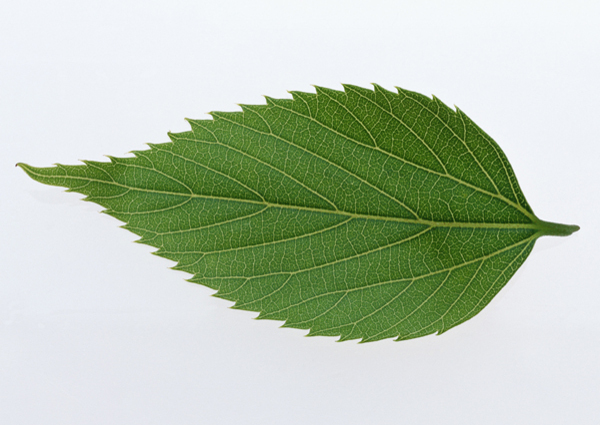 各种叶子树叶3D材质素材20090224更新14