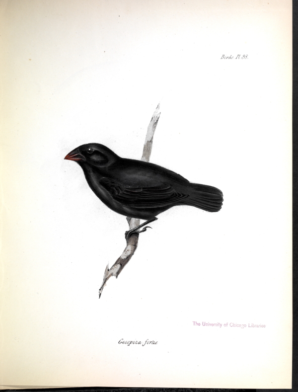 黑色小鸟手绘图片