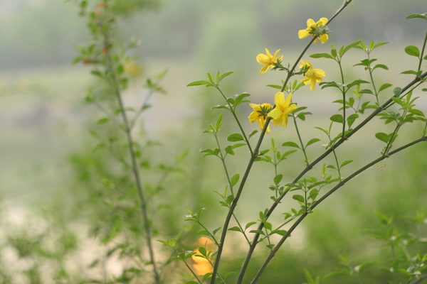 迎春花图片