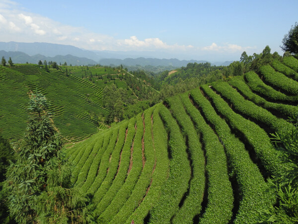 茶山