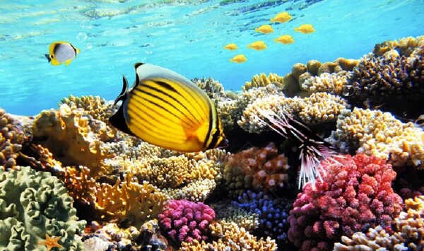 海洋珊瑚礁