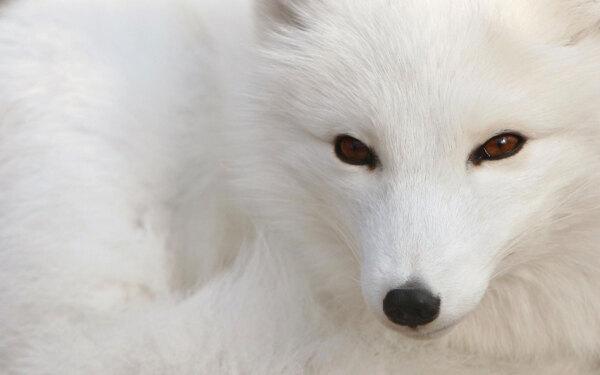 白色狐狸