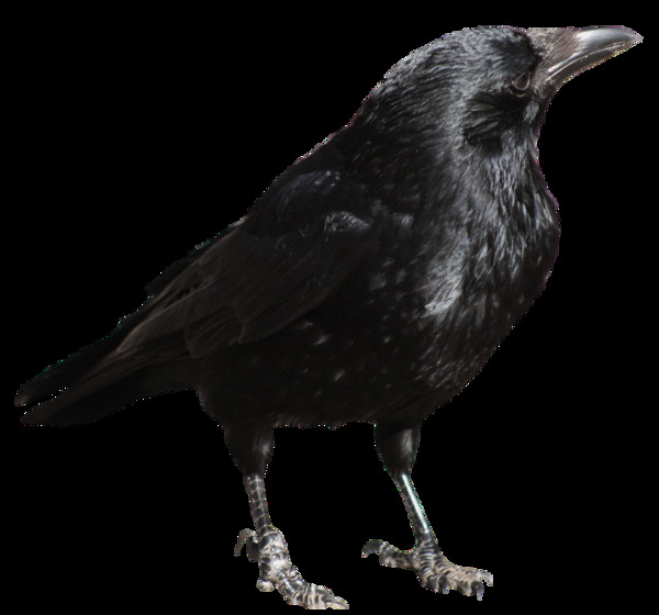 黑色乌鸦照片免抠png透明图层素材