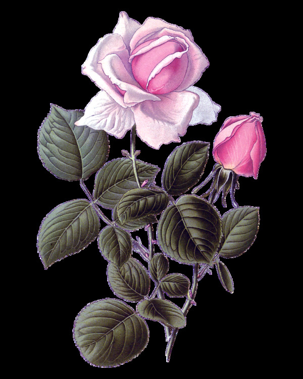 粉色玫瑰花朵实物元素