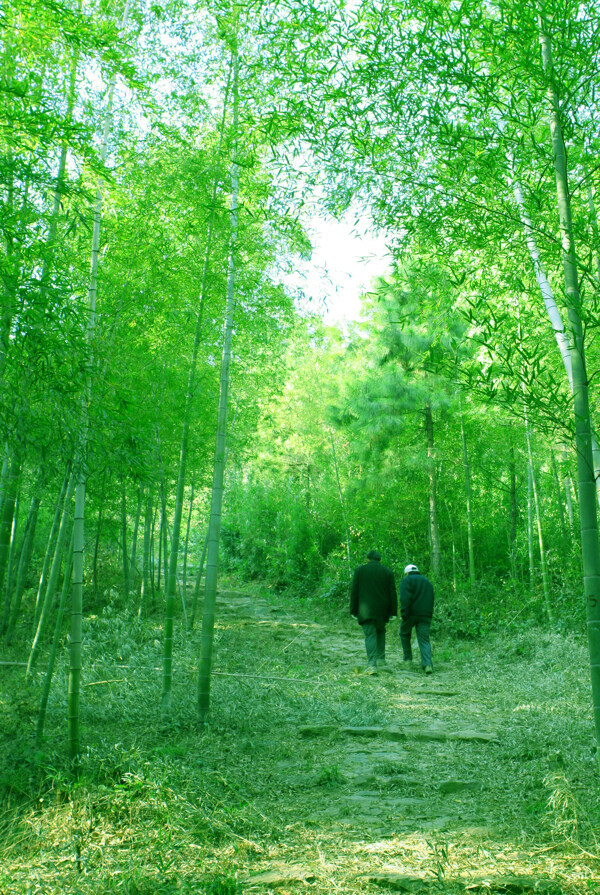 霭达岭竹林风景图片