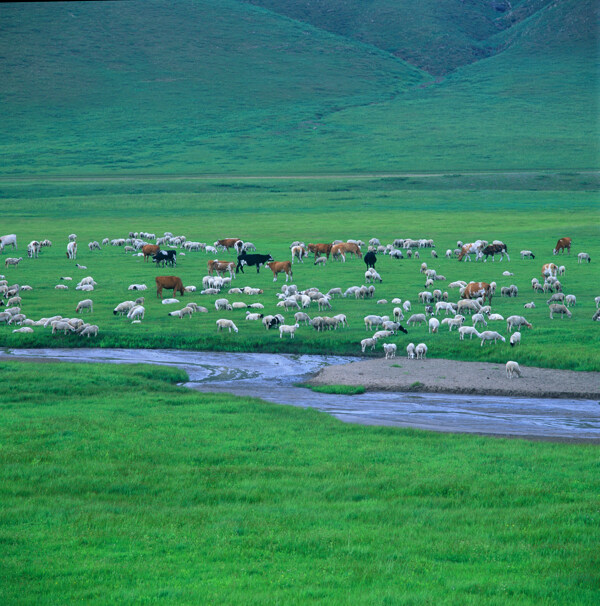 草原与牛羊
