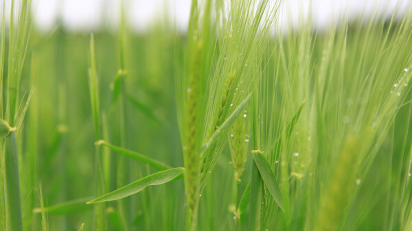 翠绿生长的小麦