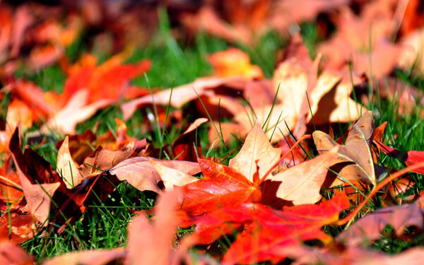浪漫唯美的秋天落叶图片素材下载