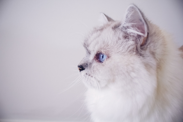 蓝眼睛布偶猫的侧脸特写