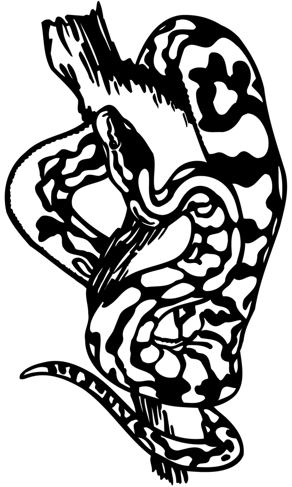 蛇爬行动物矢量素材eps格式0027