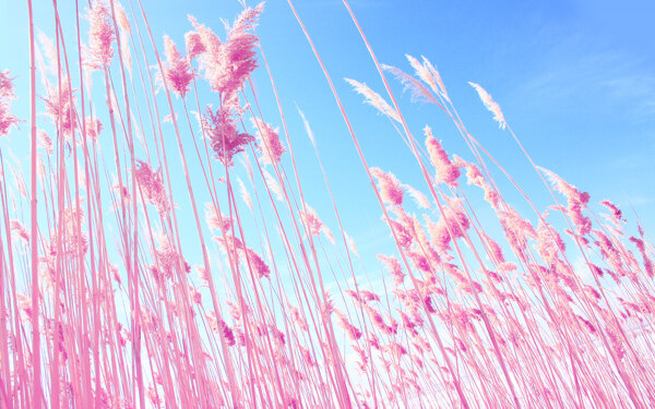 粉色芦苇