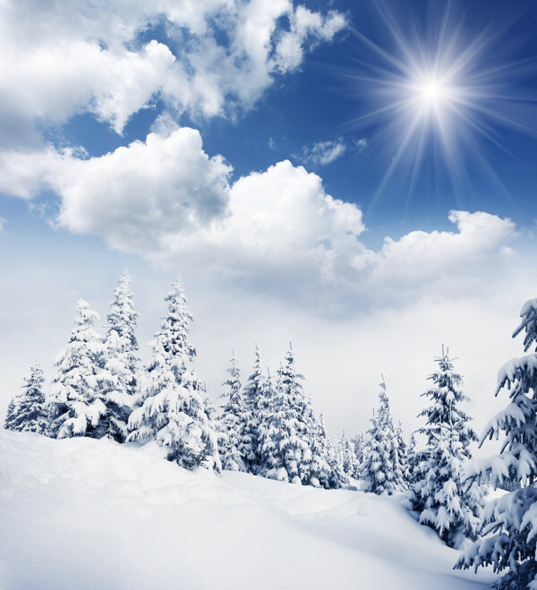 太阳下的雪地和树木图片