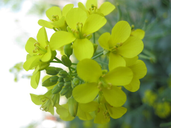 油菜花图片