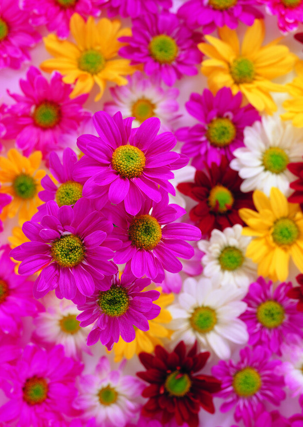 花艺摆设花鲜花花卉