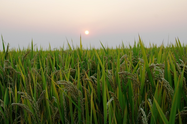 夕阳稻田图片