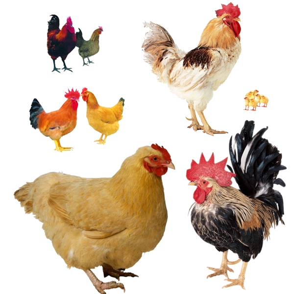 公鸡母鸡动物图片素材PSD分层文件