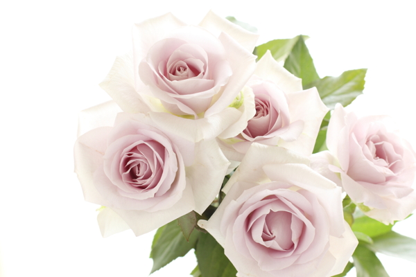 白色玫瑰花
