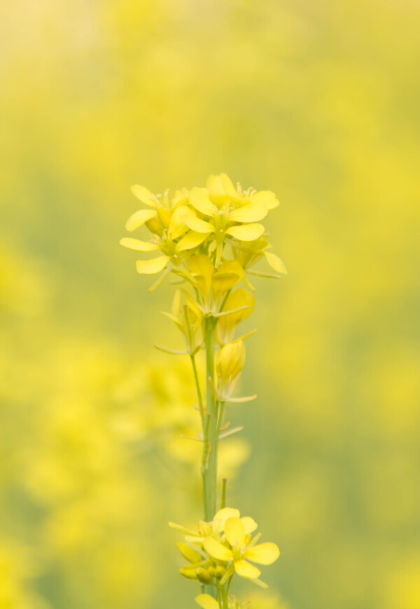 唯美黄色花朵海报背景