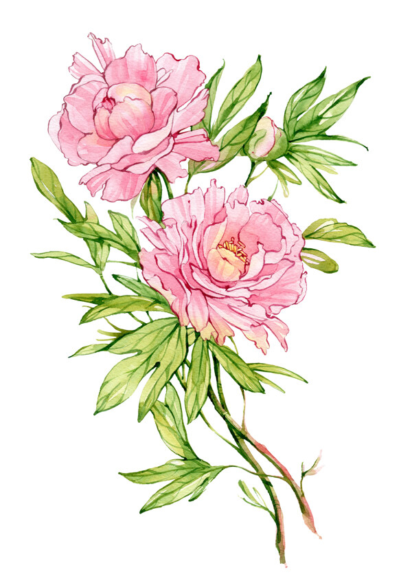 手绘绿叶与粉色花朵图片