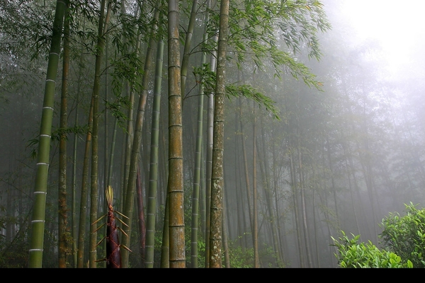 凤凰山乌岽竹林图片