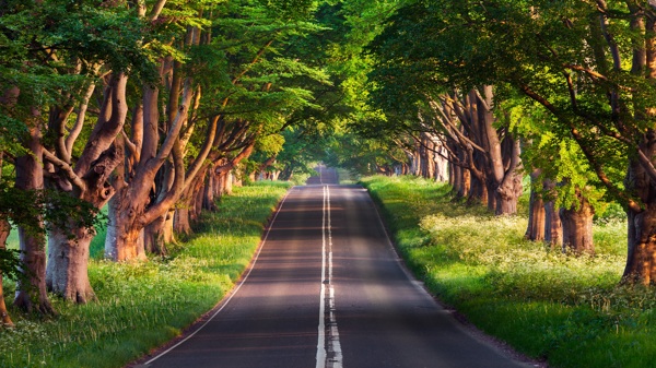 户外森林公路风景