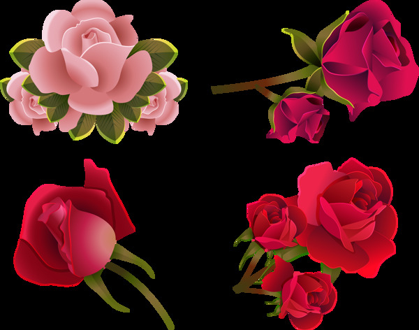 写实风格红玫瑰插图免抠png透明图层素材