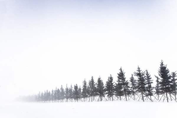 雪中松树图片