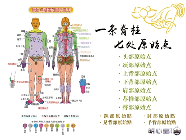 一根脊柱七个原始点