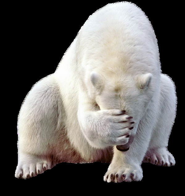害羞的北极熊免抠png透明图层素材