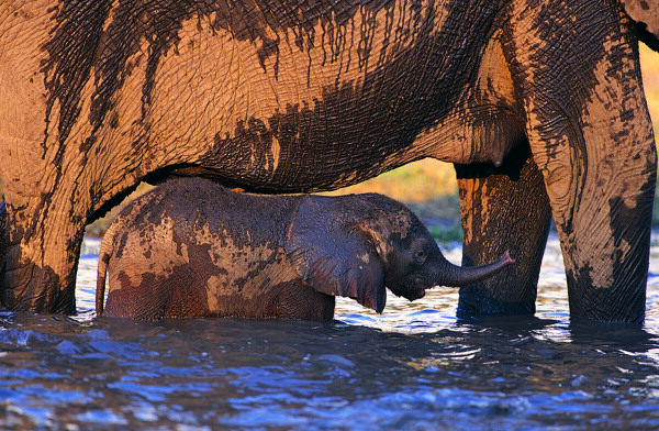 水中的母象与小象图片