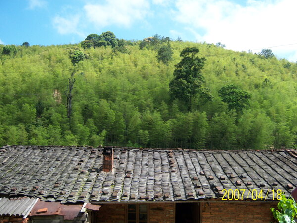 竹景图片