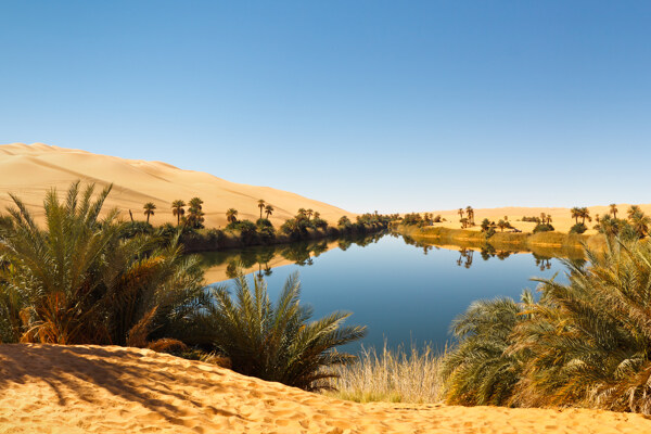 沙漠里的水潭与植物图片