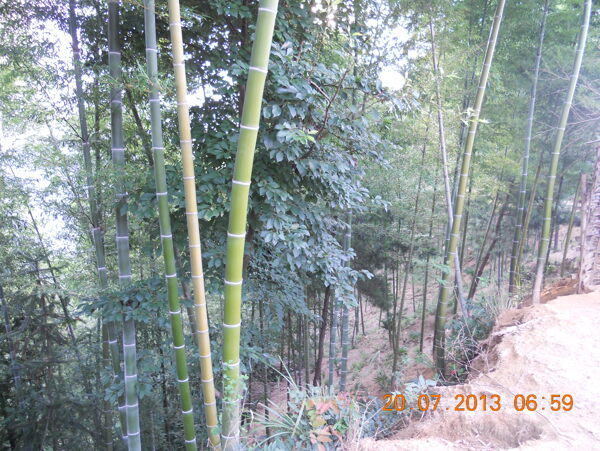 高山养殖场放养竹林图片