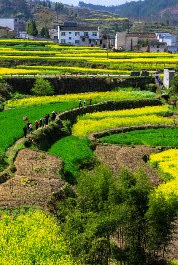 家朋油菜花图片