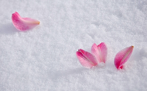 冰雪之花